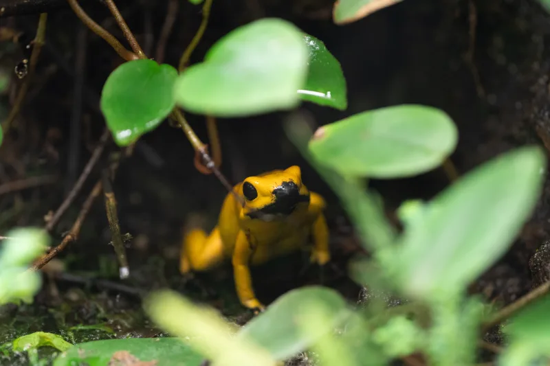 Photograph from the album “ANIMALS”, taken with SONY Alpha 7C2