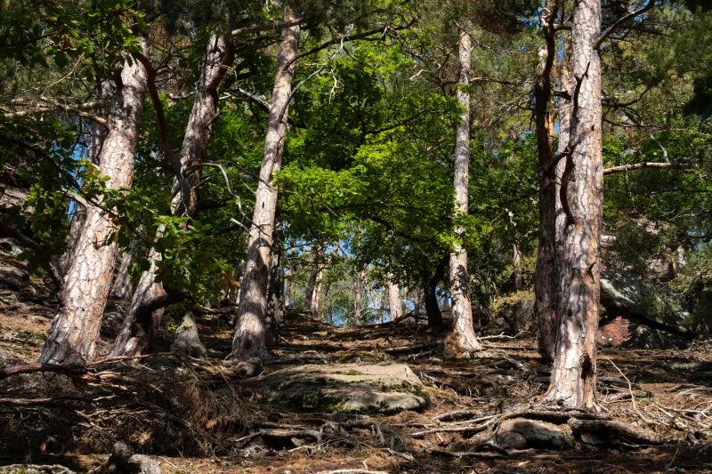 Photograph from the album “LANDSCAPE”, taken with SONY Alpha 7C2