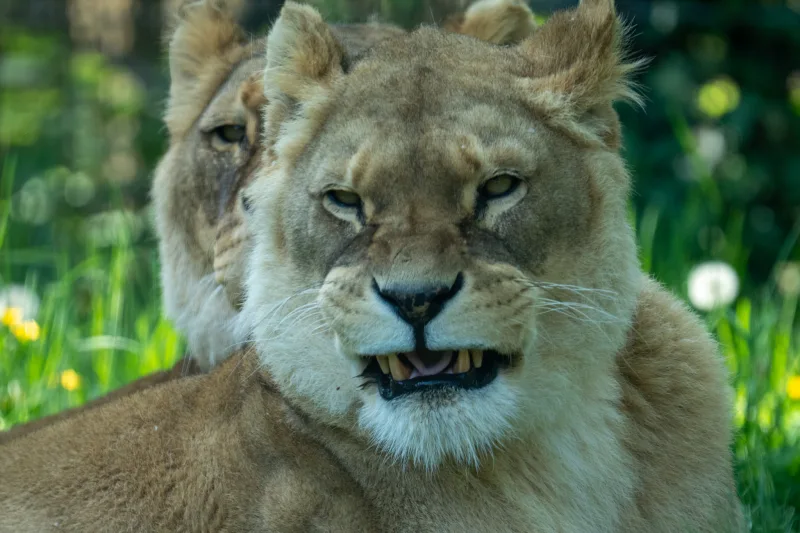 Photograph by CHRISTIAN BREHMEN, taken with SONY Alpha 7C2
