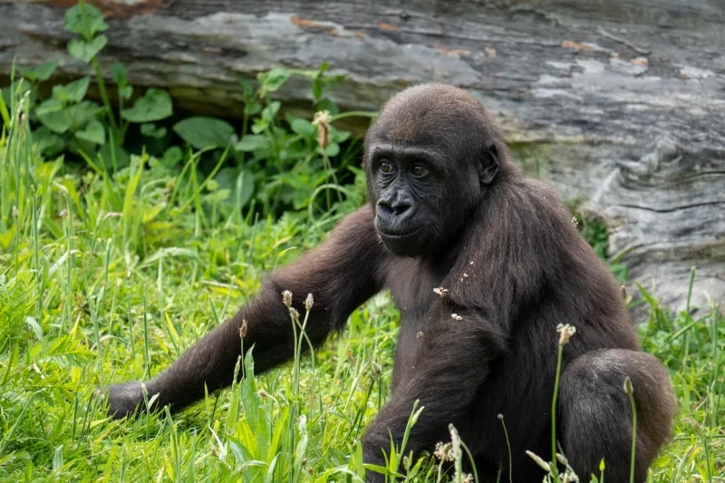 Photograph from the album “ANIMALS”, taken with SONY Alpha 7C2