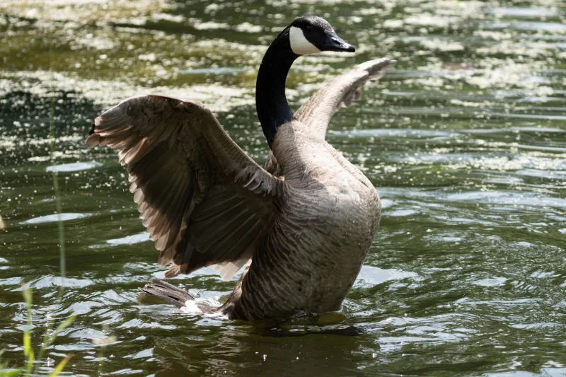 Photograph from the album “ANIMALS”, taken with SONY Alpha 7C2