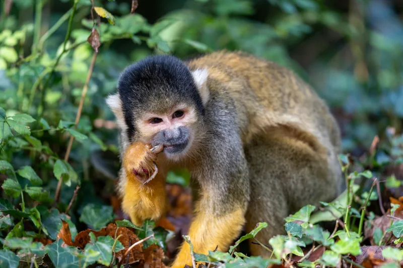 Photograph from the album “ANIMALS”, taken with SONY Alpha 7C2