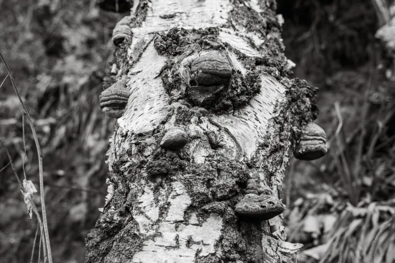 Photograph by CHRISTIAN BREHMEN, taken with SONY Alpha 7C2