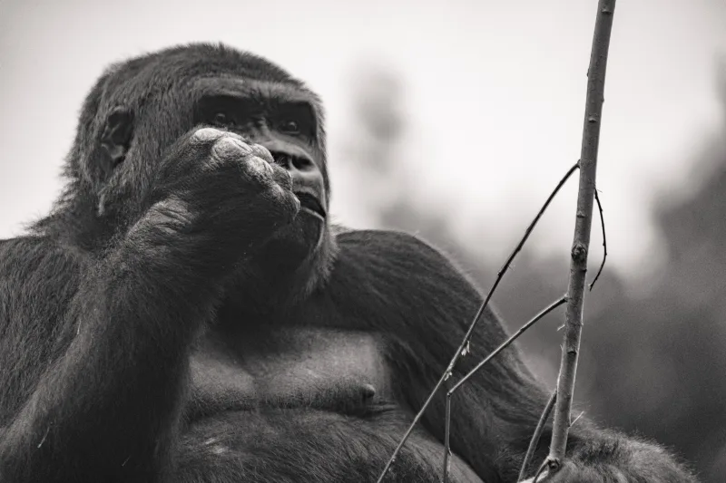Photograph from the album “ANIMALS”, taken with SONY Alpha 7C2